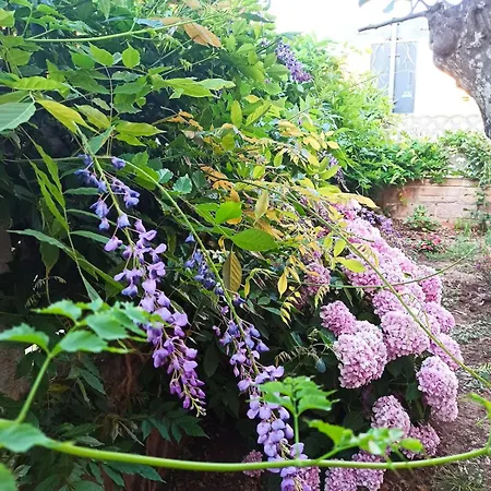 Il Glicine Apartment